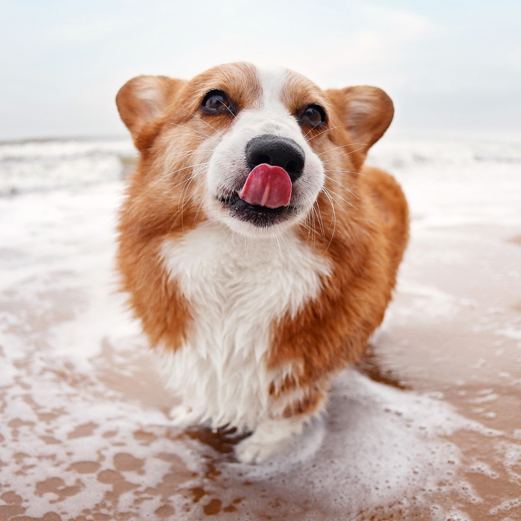 Corgi am Strand