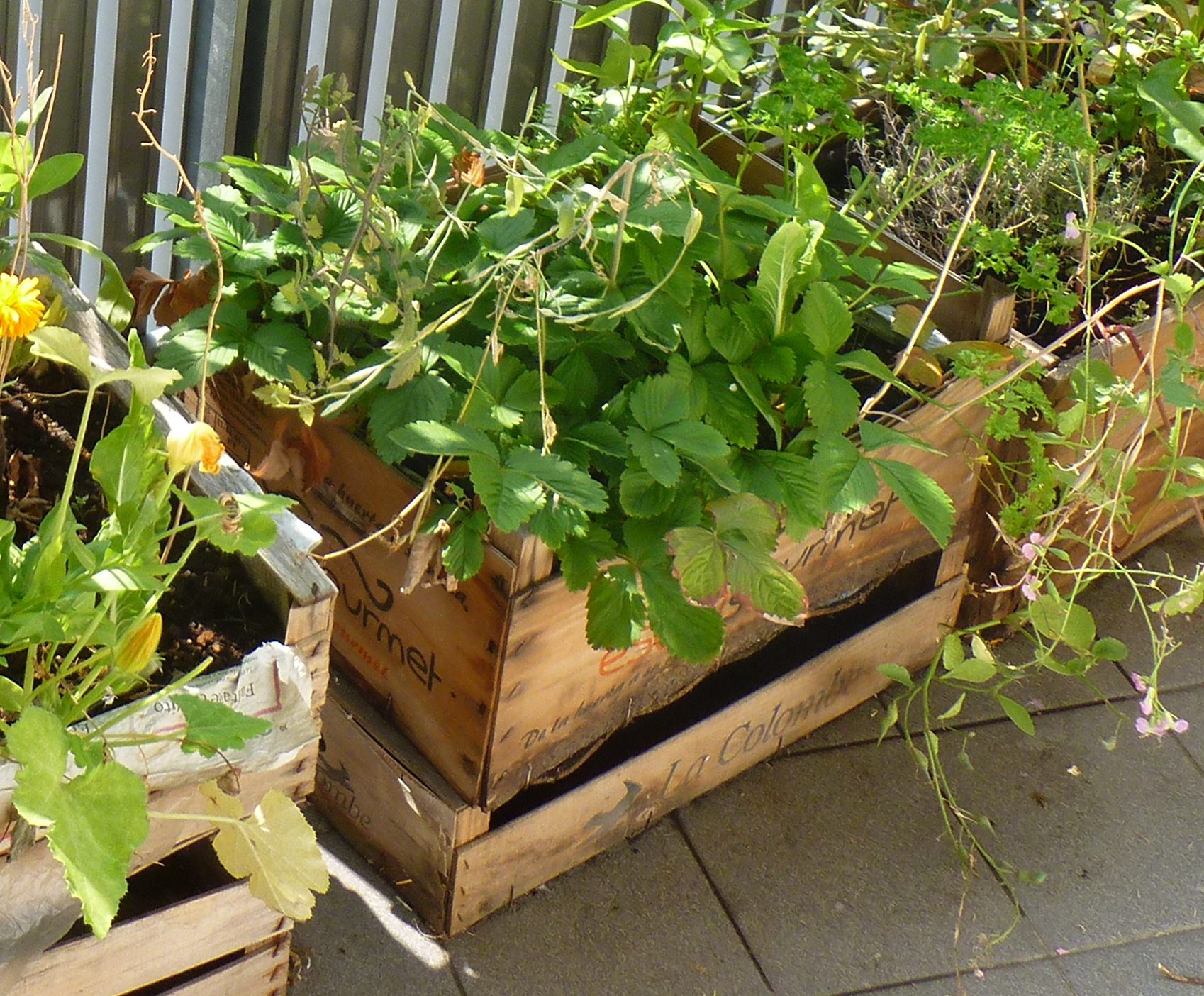 Mini-Hochbeet in Obstkiste