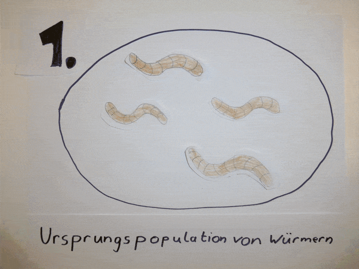 5-step-allopatrische Artbildung