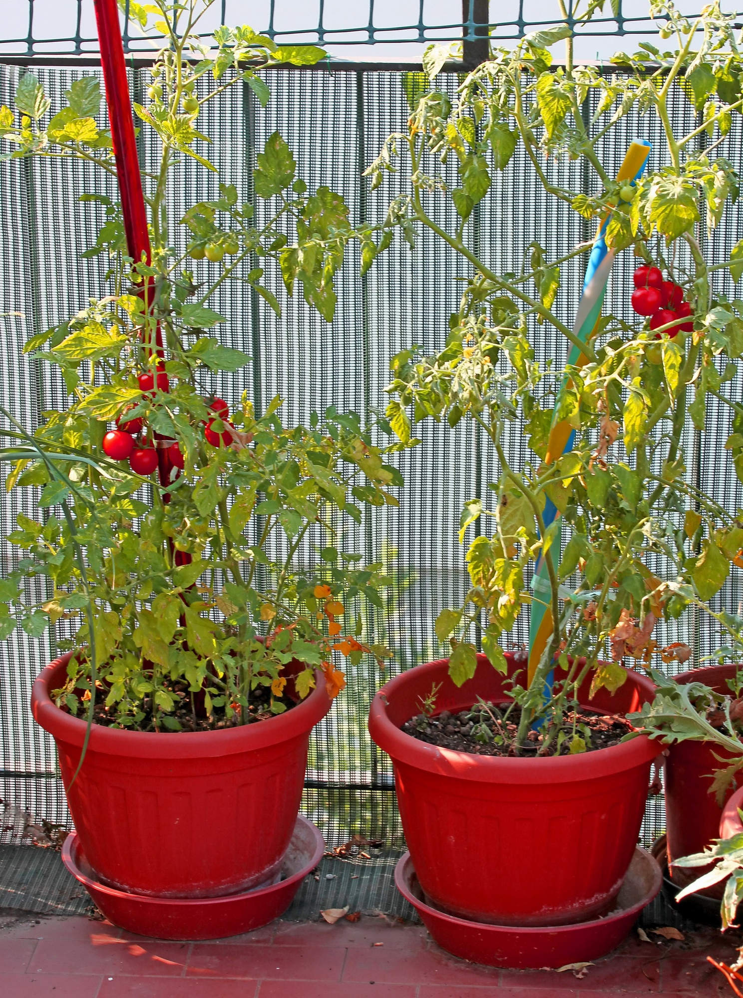 Tomatenkübel