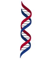Doppelhelix