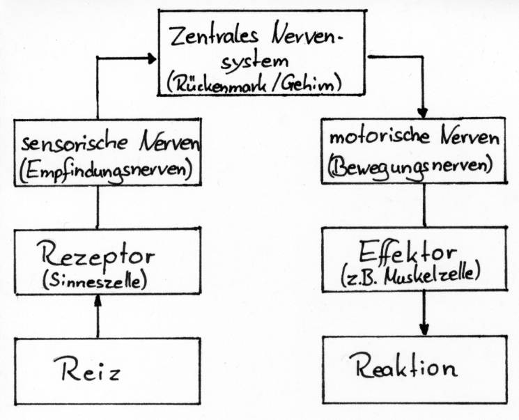 Abb. 1: Reflexbogen