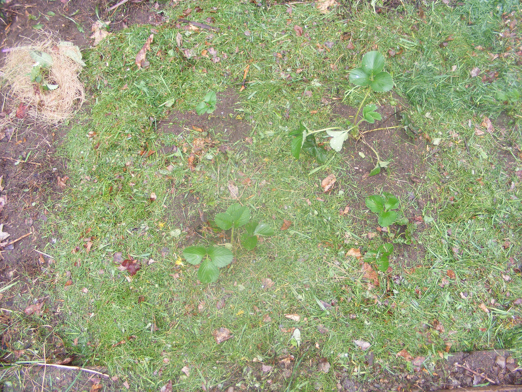 Grünmulch