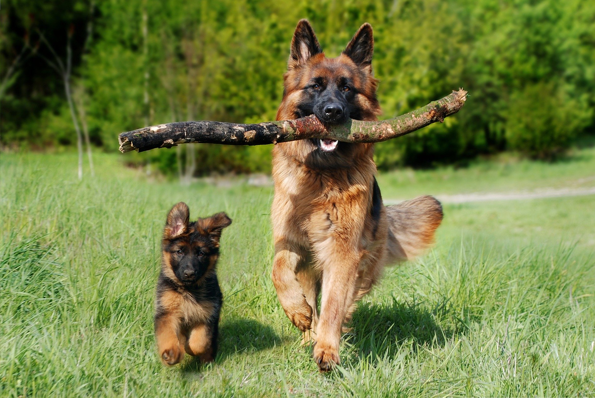 zwei Hunde auf der Wiese