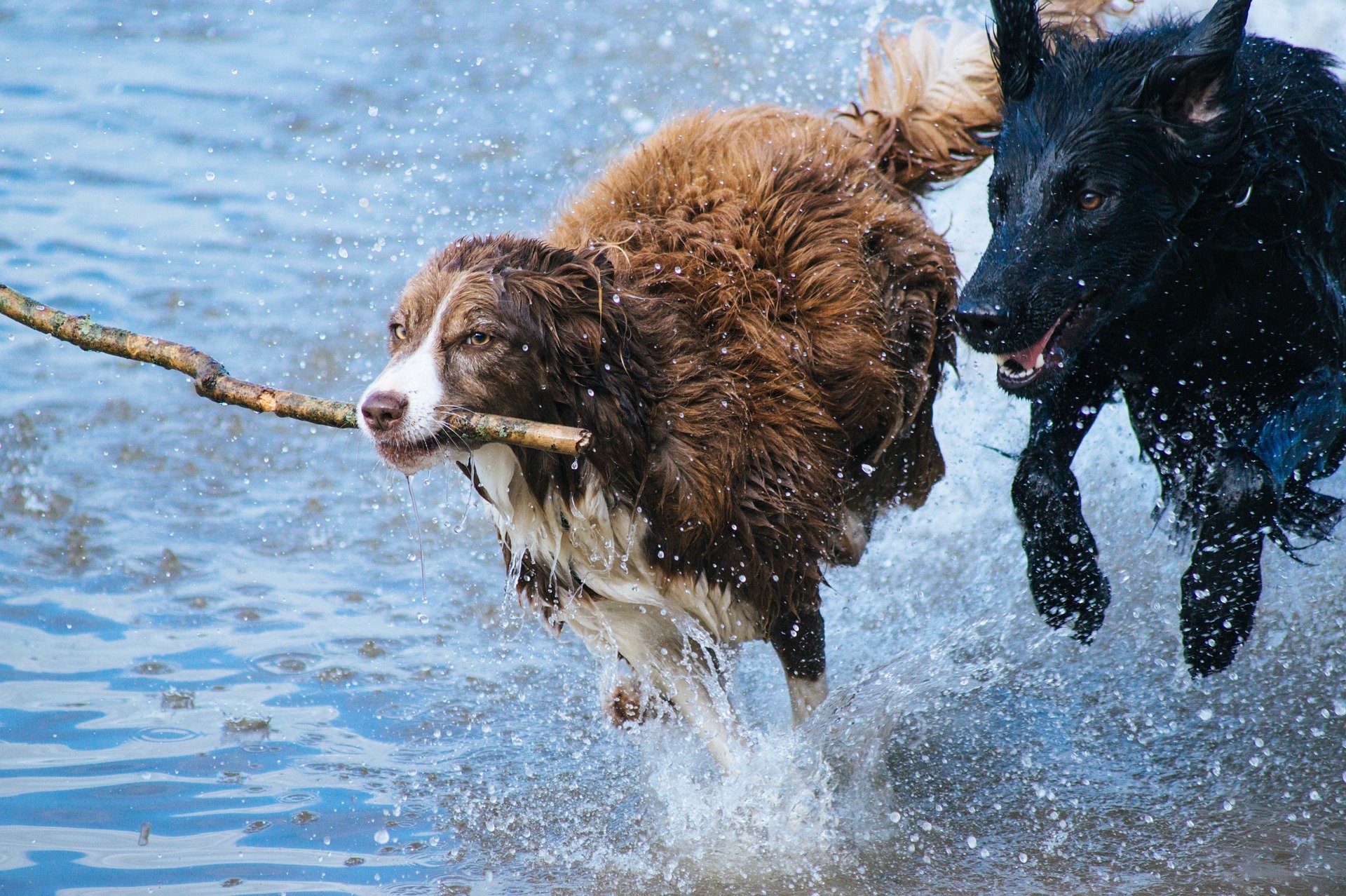 zwei Hunde im Wasser