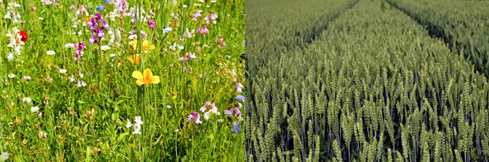 Abb.2 Links: Diverse Grass Landschaft; Rechts: Monokultur Weizenfeld