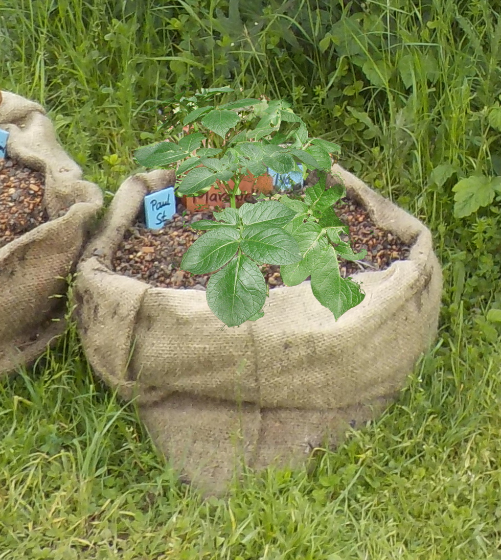 Kartoffelsack