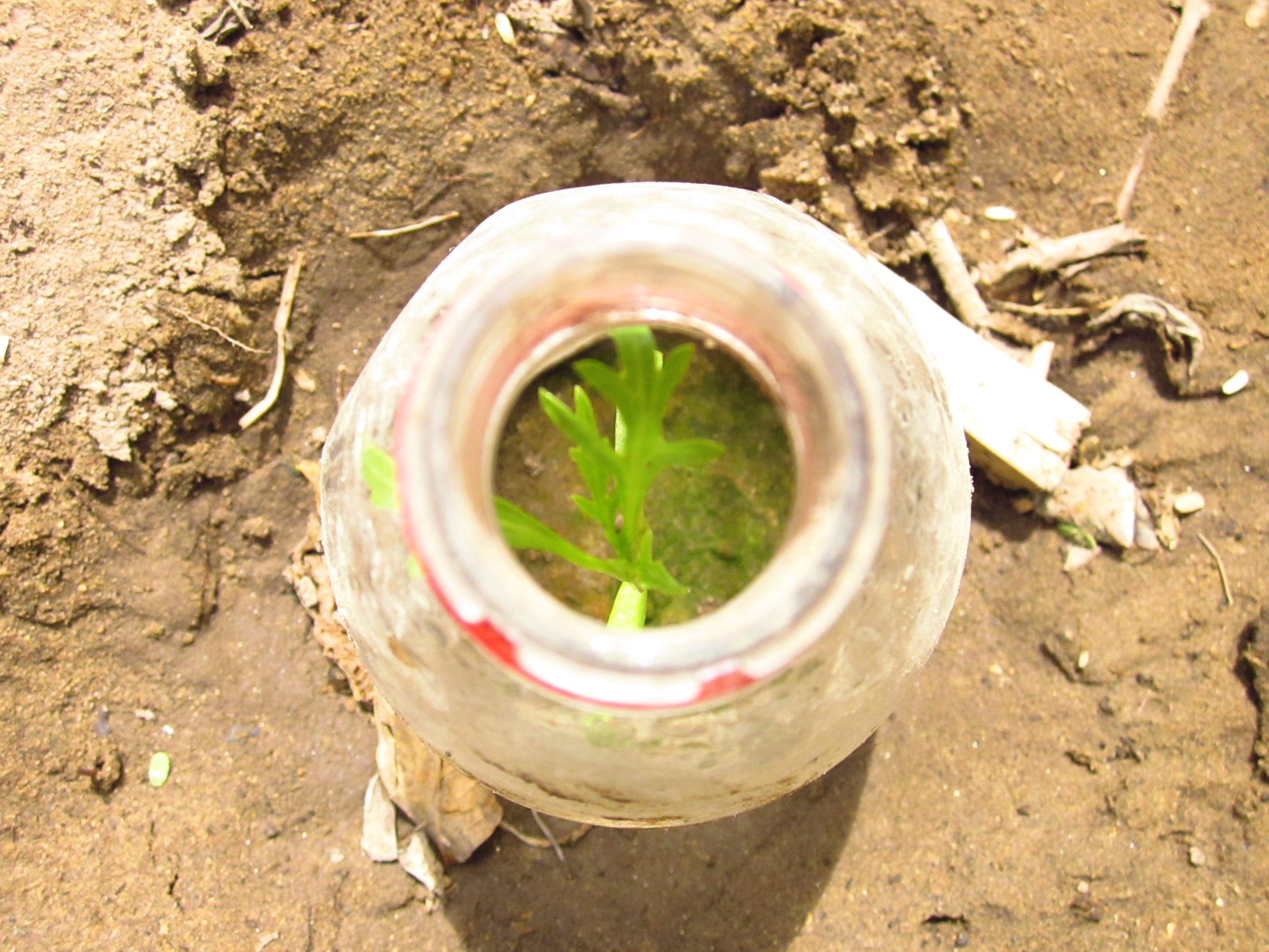Abb.3: Pflanzglocke aus einer PET-Flasche