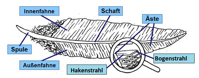 Aufbau einer Feder