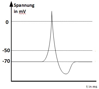 Abb. 1: Spannungsverlauf beim Aktionspotential