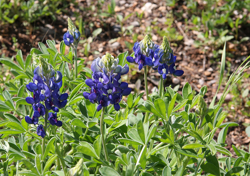 Lupinen