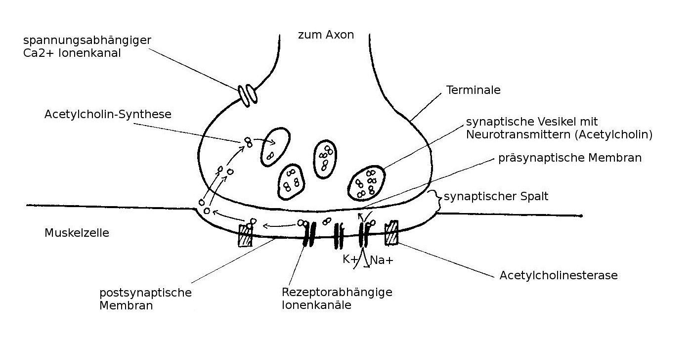 Schema einer Synapse